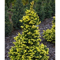 Ель колючая Майголд (Picea pungens 'Maigold)